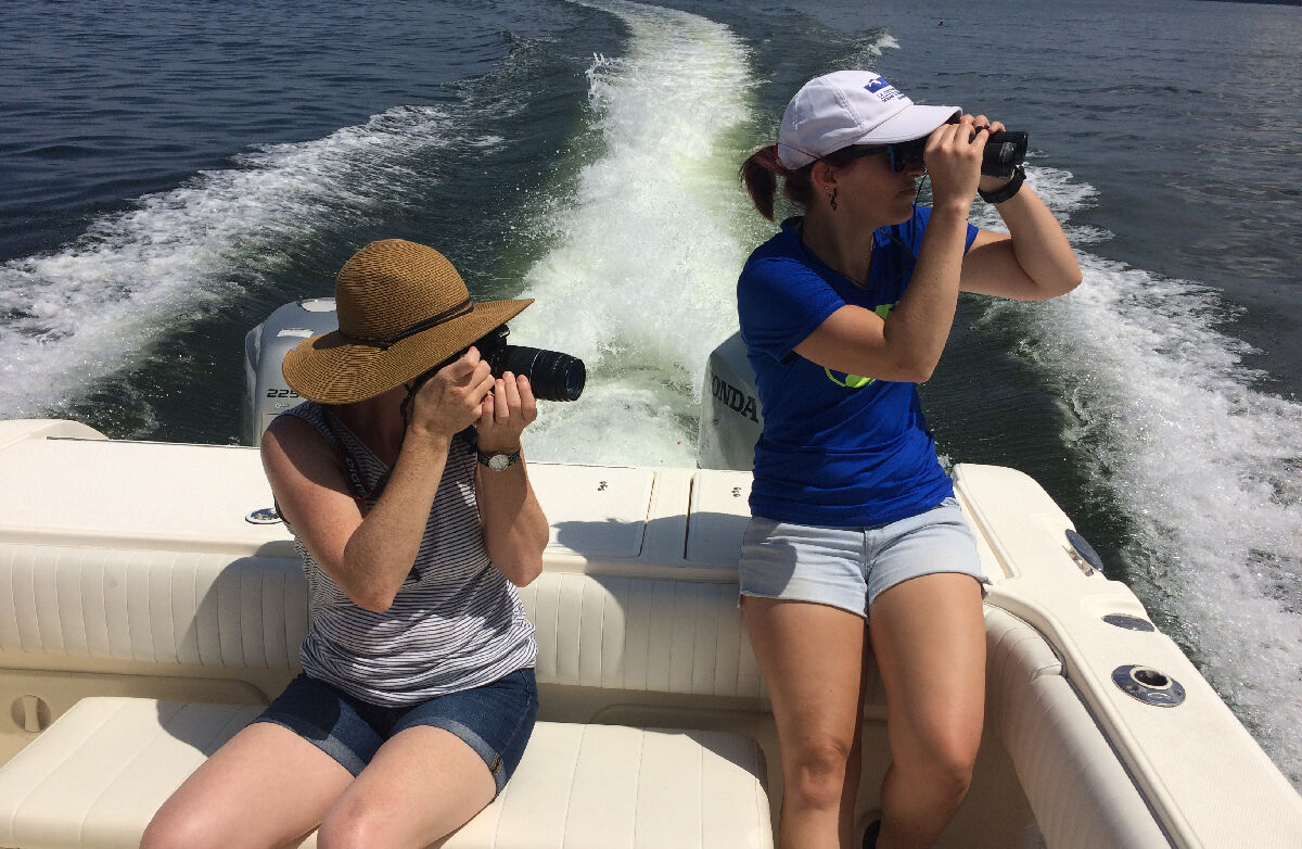 Dolphin spotting